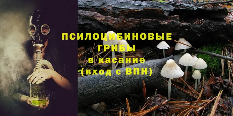 Псилоцибиновые грибы Psilocybe  Кузнецк 